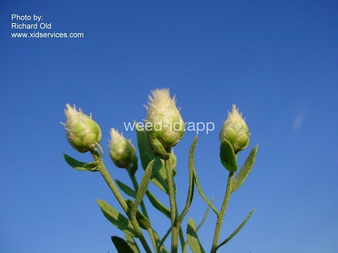 knapweed, Russian